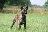BOUVIER DES ARDENNES 432
